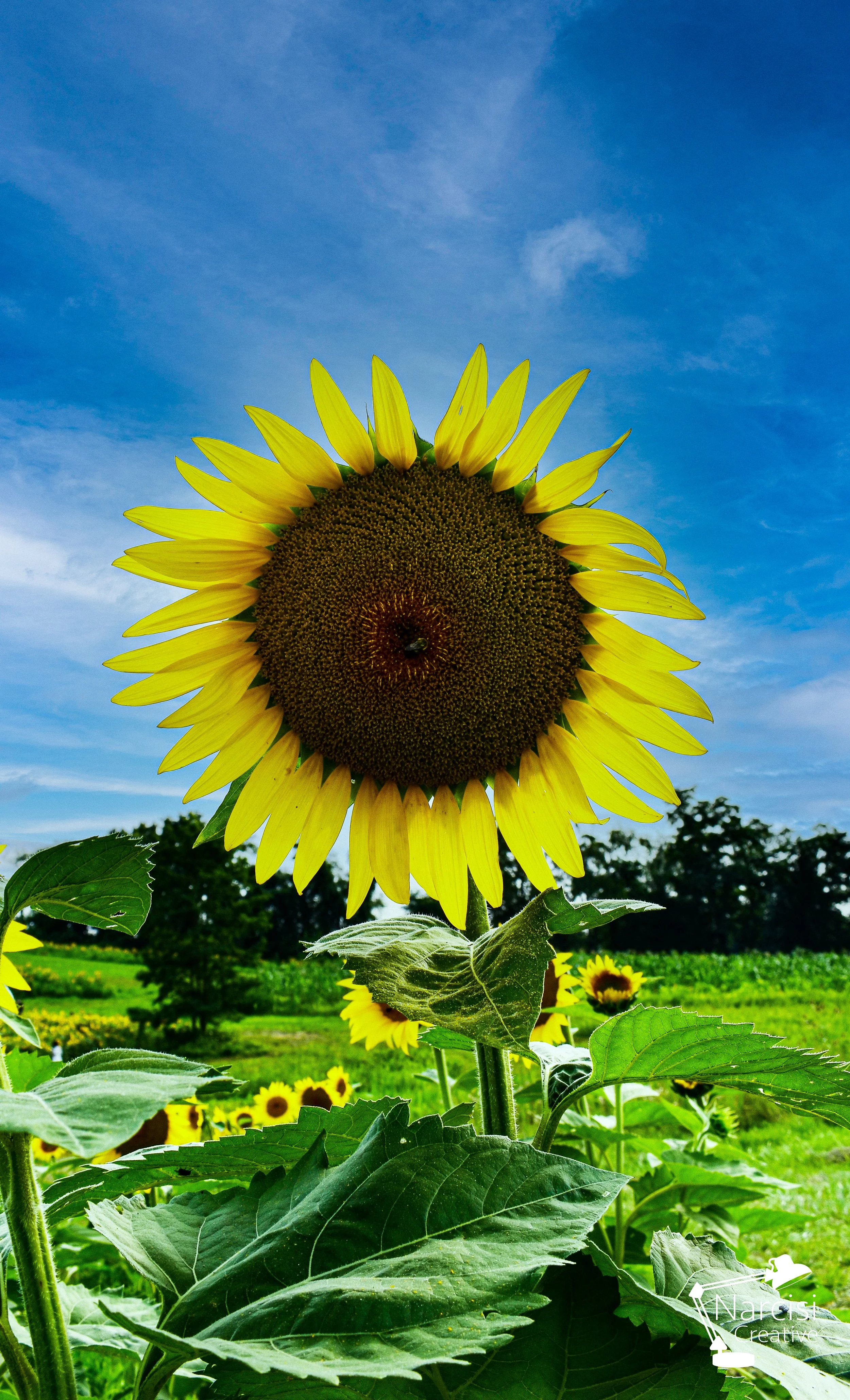 sunflower1.jpg