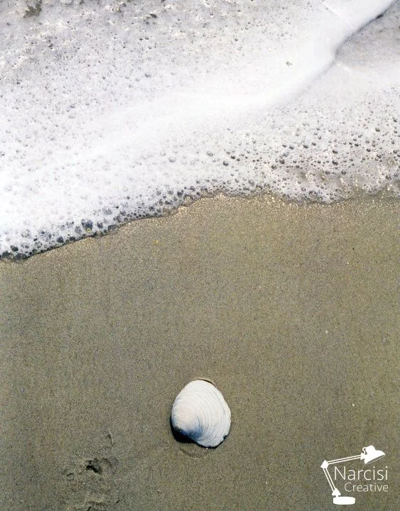 shell.jpg