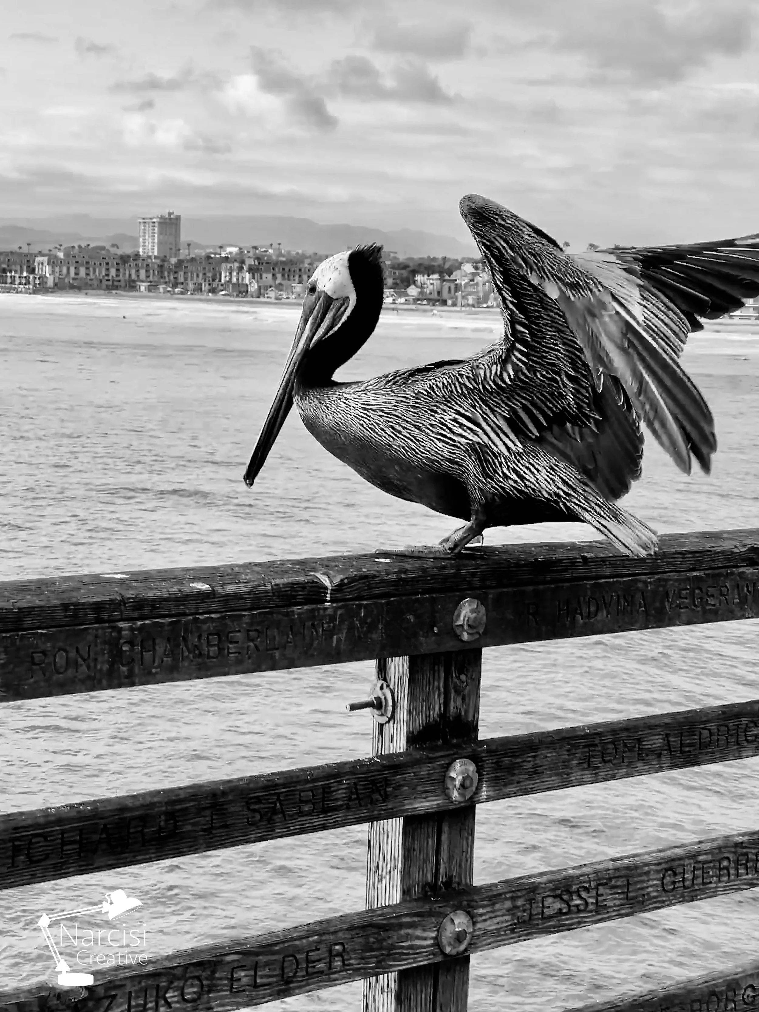 Pelican.jpg