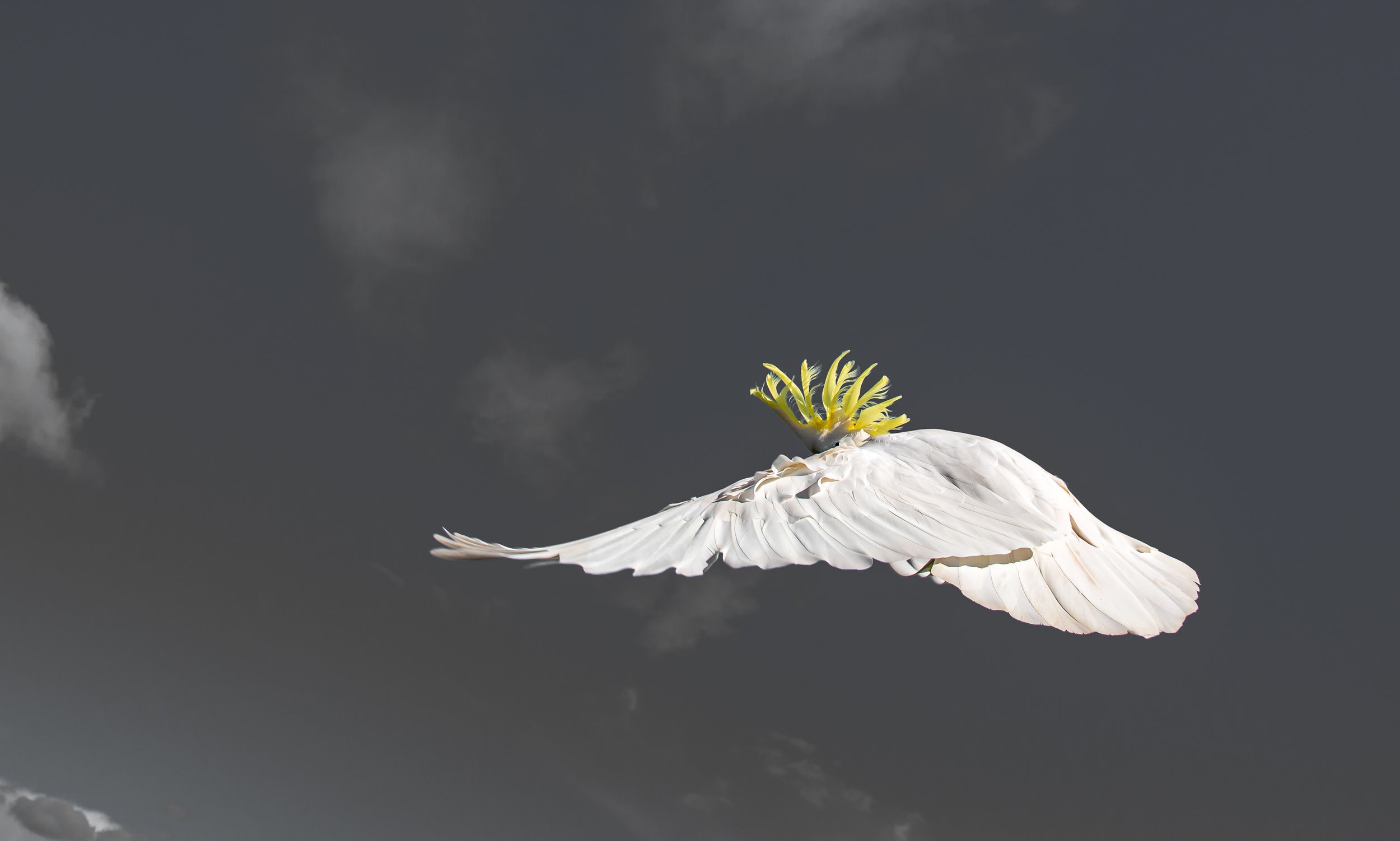 cockatoos 55 C NB.jpg