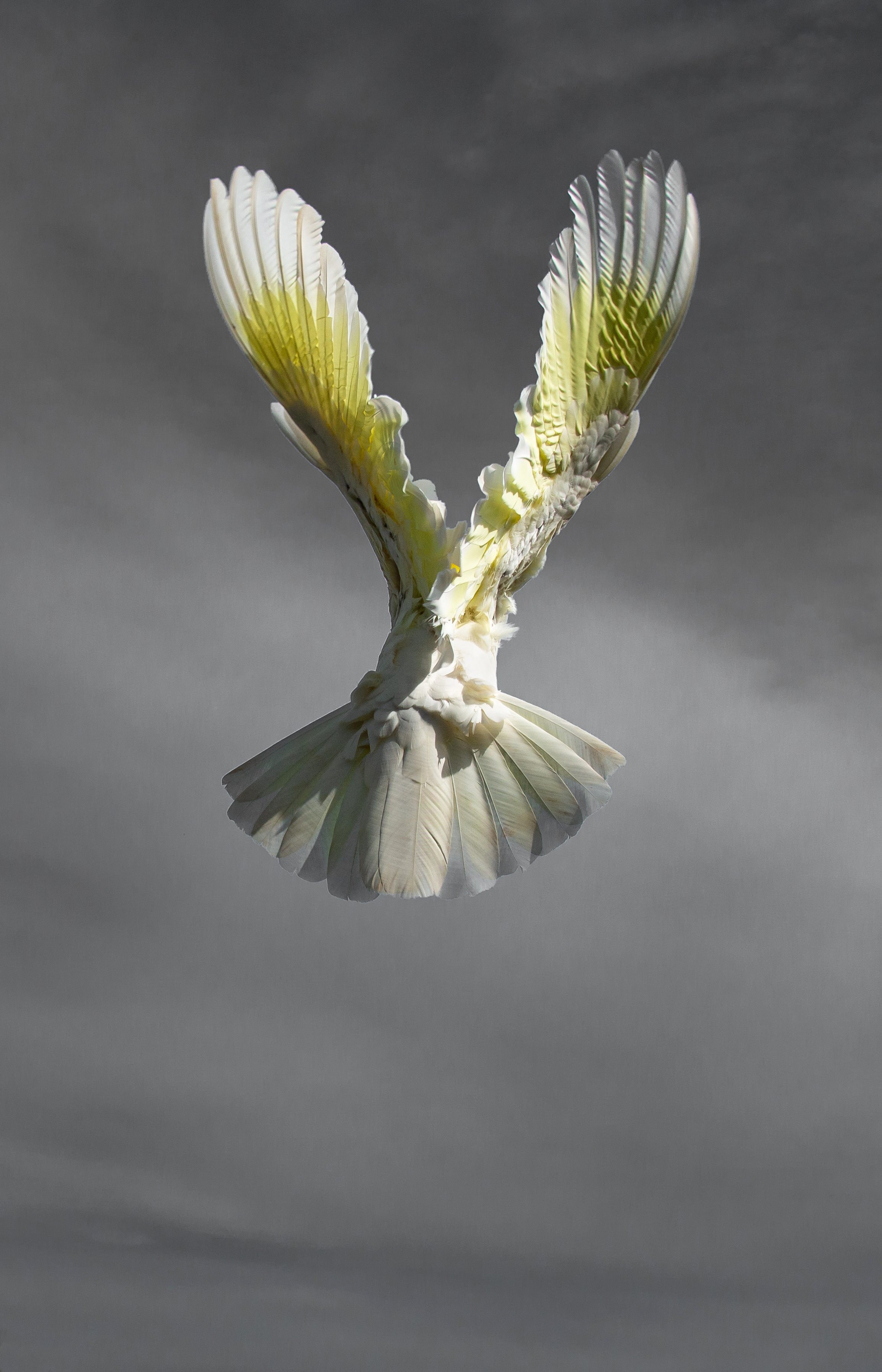 cockatoos 5424 2.jpg