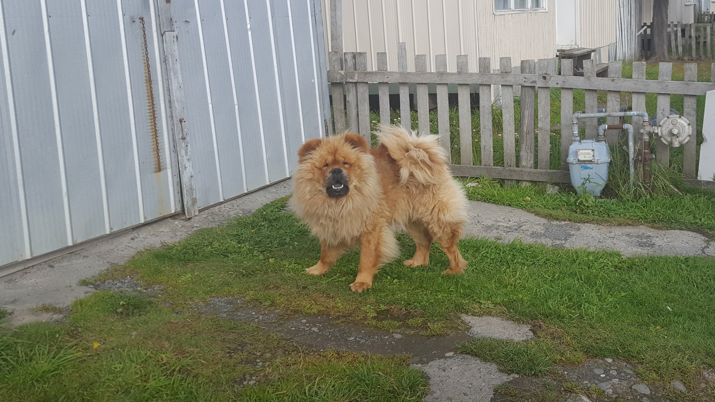 south american dog breeds