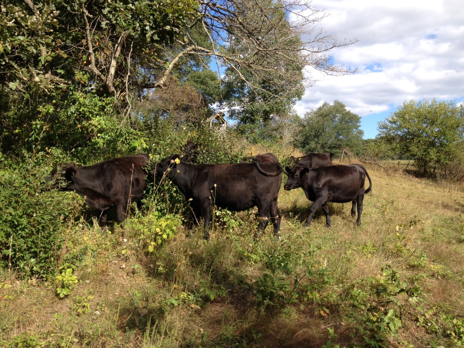 cattle in deep grass.JPG