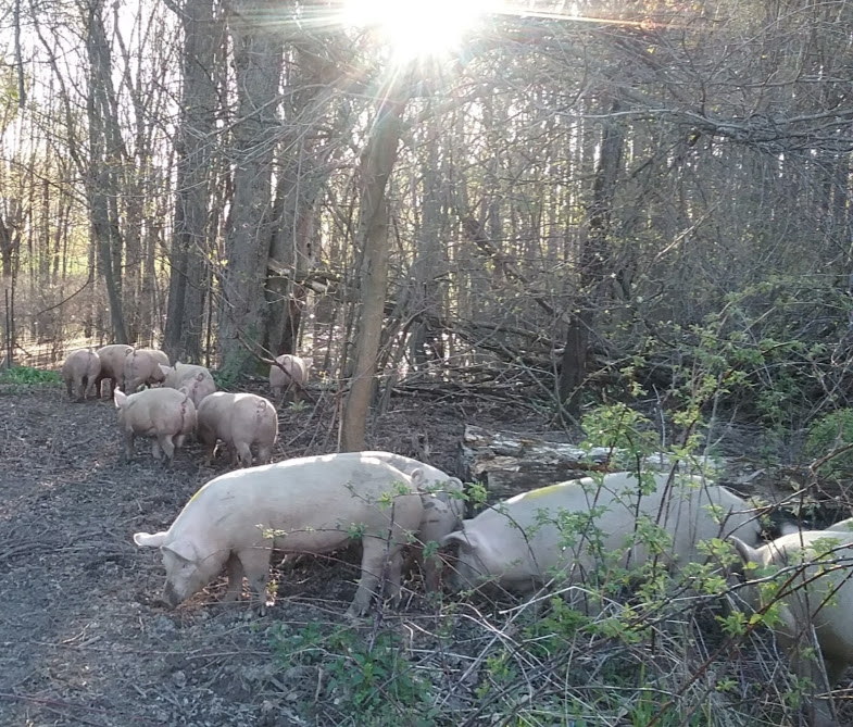 pigs in woods.jpg