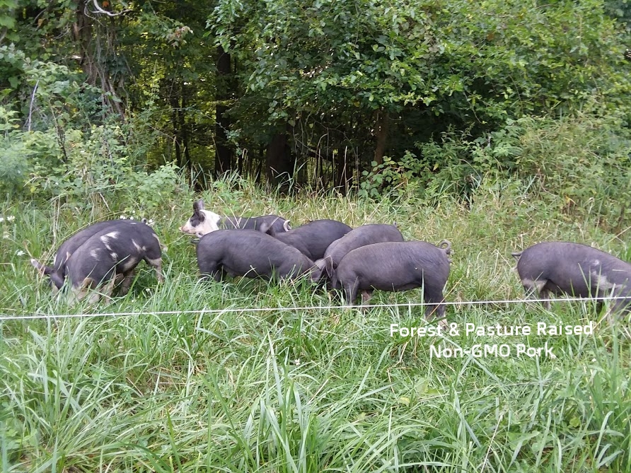 pasture forest pigs.jpg