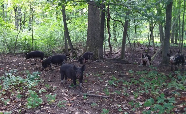 forest pigs 2.jpg