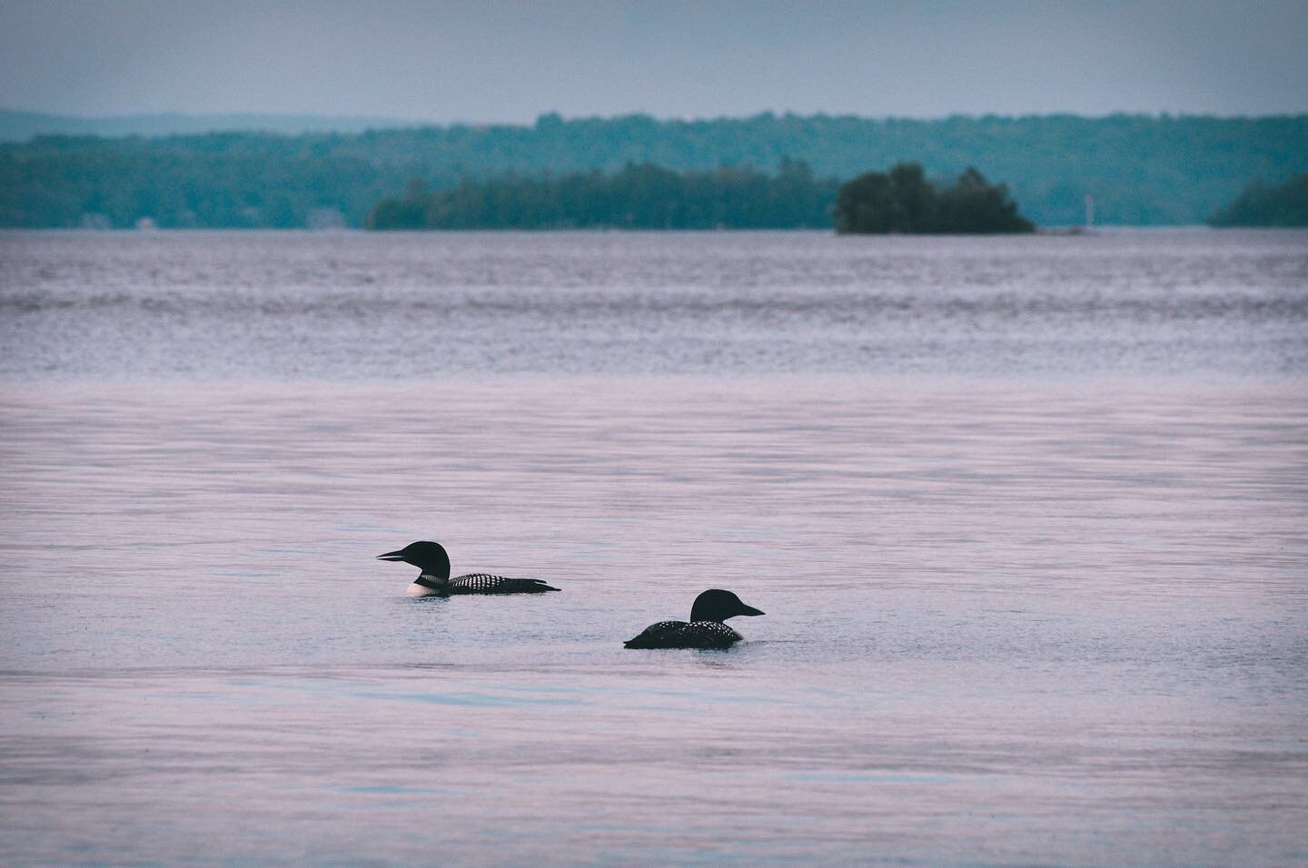 .the sound of summer on the lake. 
.
.
.
.
.
.
.
.
.
#loons #loon #nh #summer #bird #fall #swim #lakelife #lake lake winni #winnipesaukee #newhampshire #newengland #calm #nature #nikond90 #nikon #adobelightroom