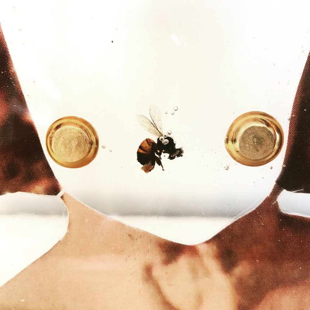 bee close up.jpeg