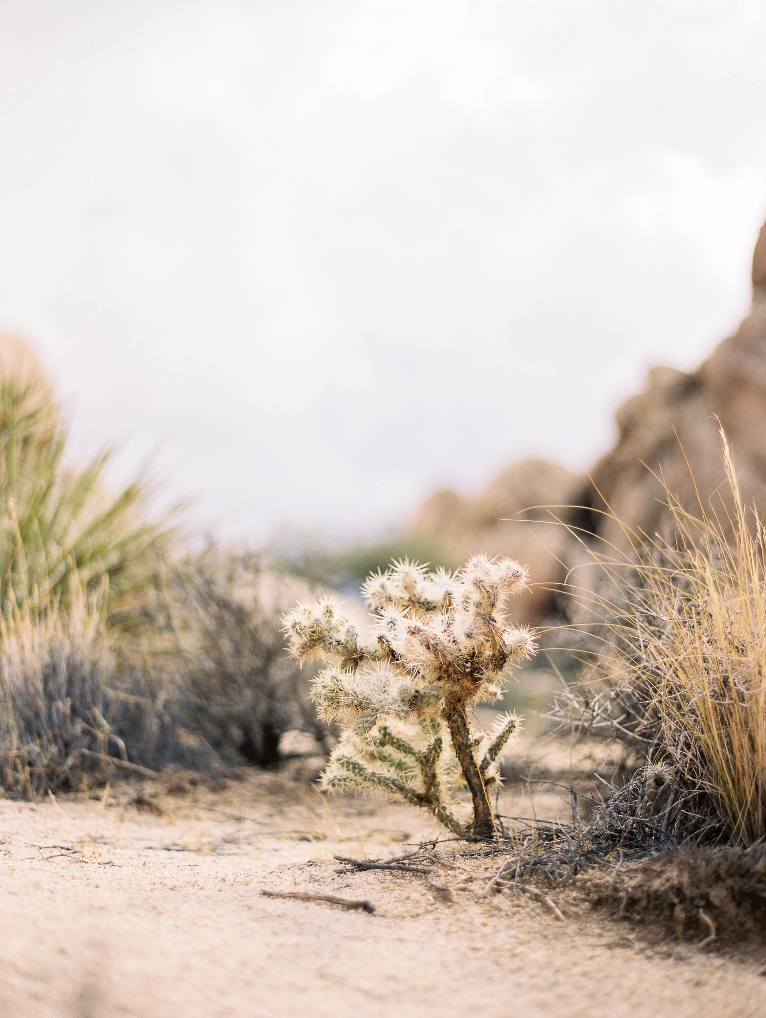 joshua tree