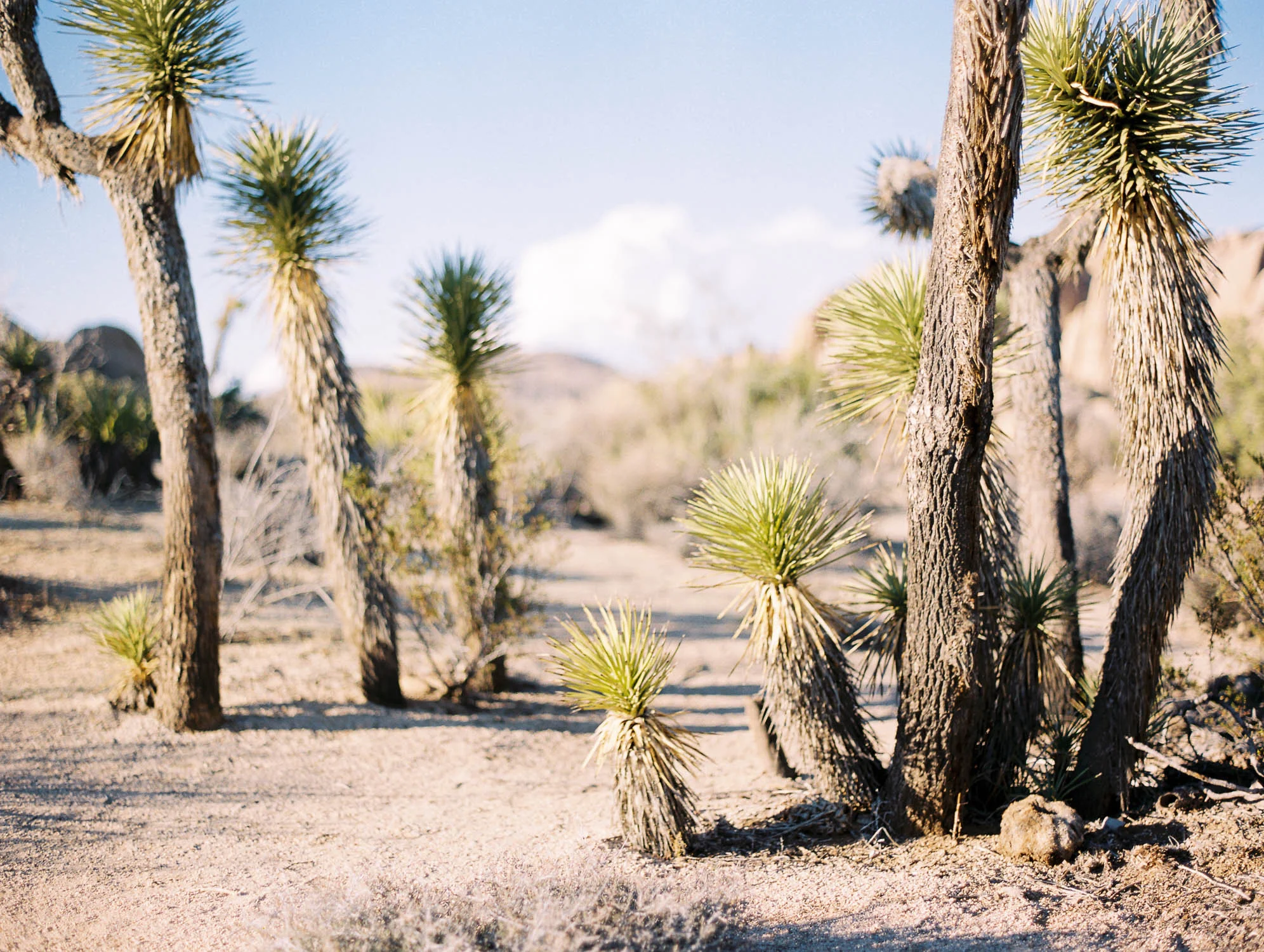 joshua tree
