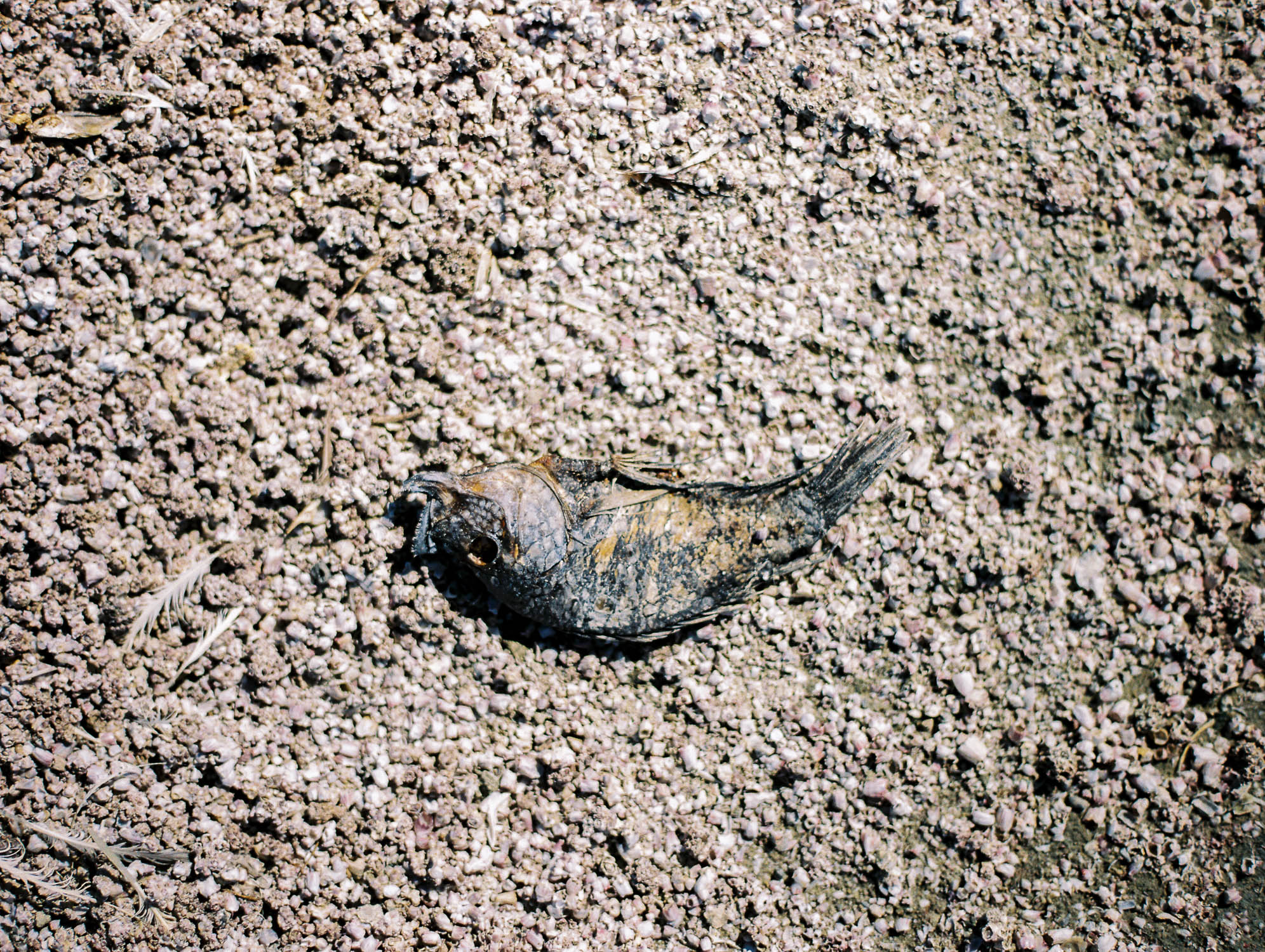 salton sea