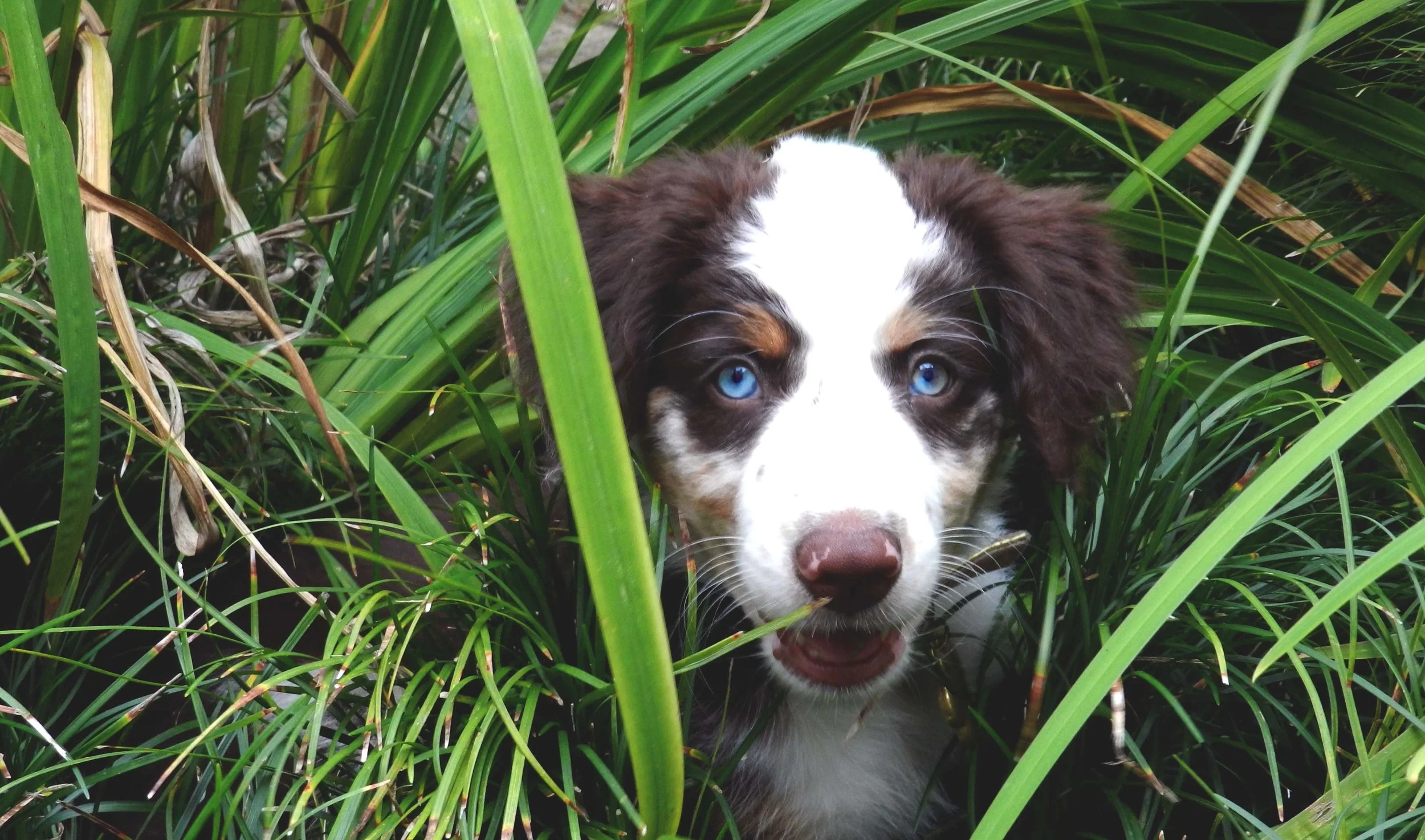 so you think you want a dog // 8.20.15