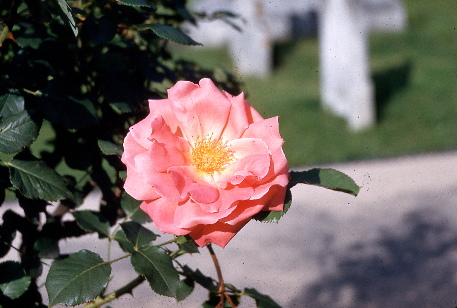 img008.jpg