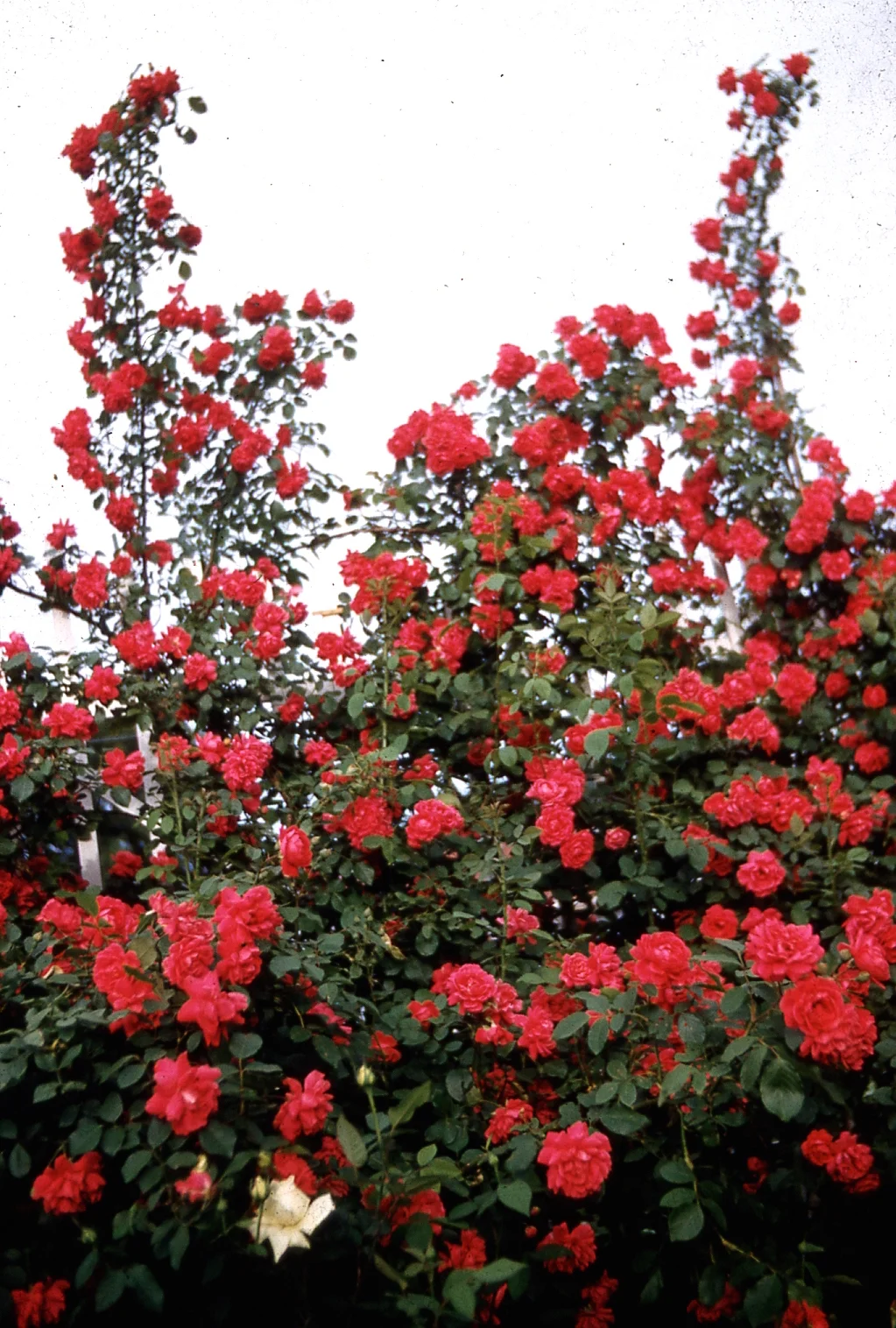 img154.jpg