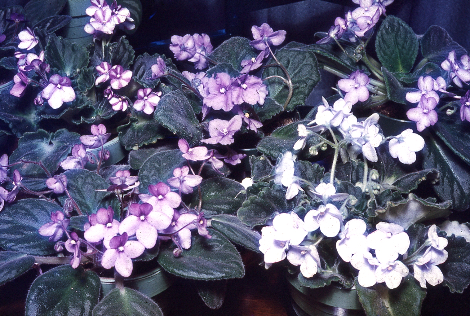 img185.jpg