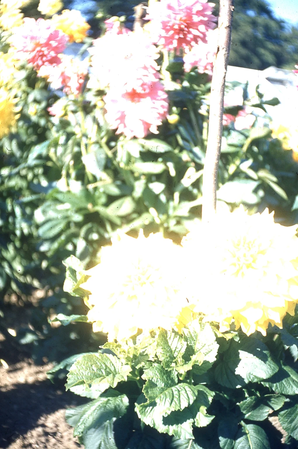 img003.jpg