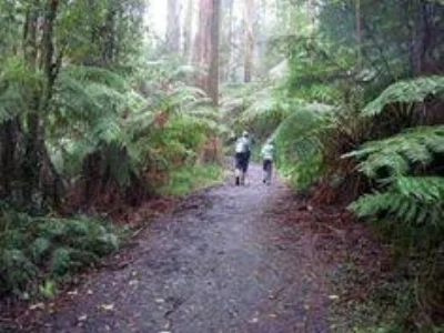 fast, soft tracks, & beautiful ferny creek forest.