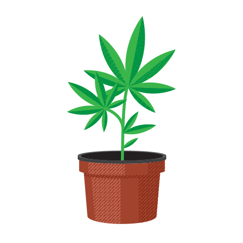 Seedling.png