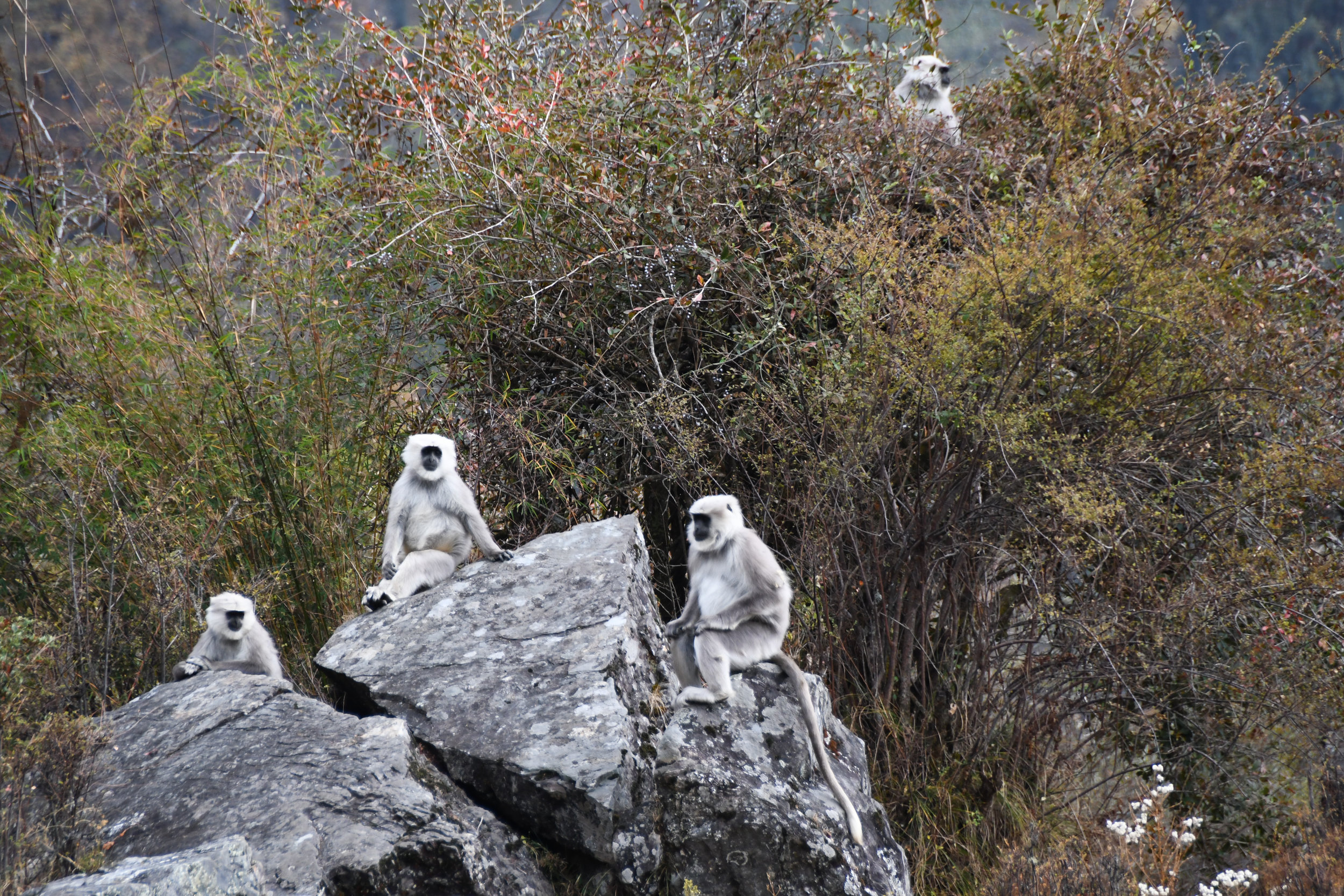 DSC_1533.jpg