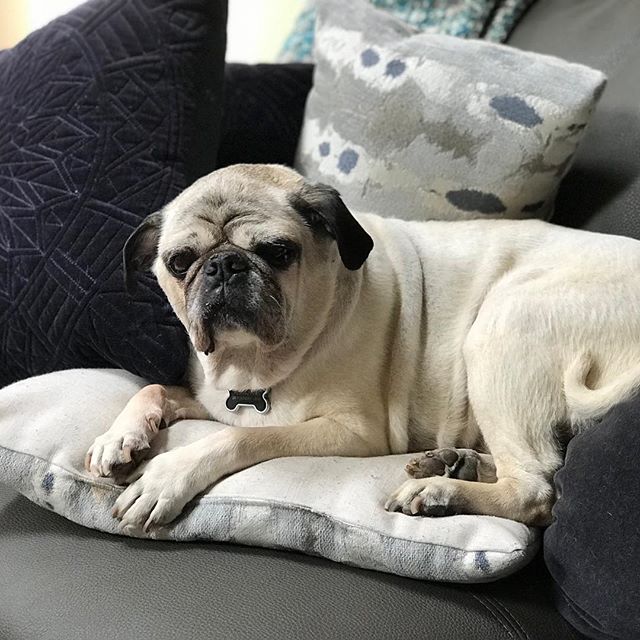 Elvis doesn&rsquo;t look worried that he was caught sleeping on the pillows.  Photo editing day!! Will share some from the last few shoots I have had soon!! Happy Saturday #getitdone