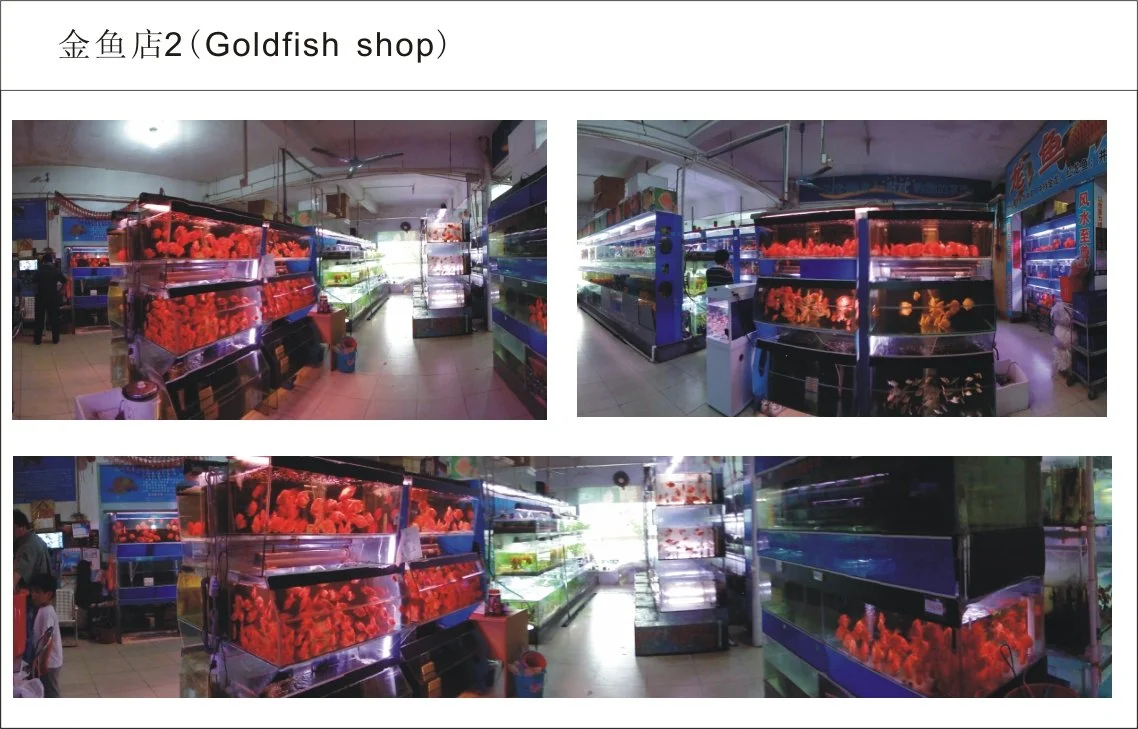 金鱼店2.jpg