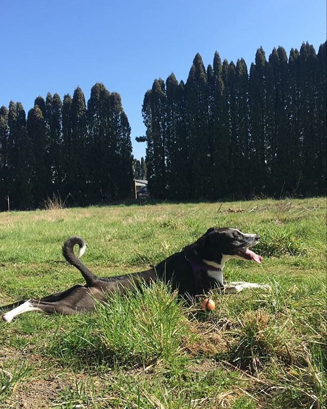 It&rsquo;s my baby&rsquo;s birthday today! Kuma turns 4 years old. We have been going out every day for the last several days to celebrate and today is our rest day, she gets a big bully stick. It was easy to raise a dog that learns everything on the