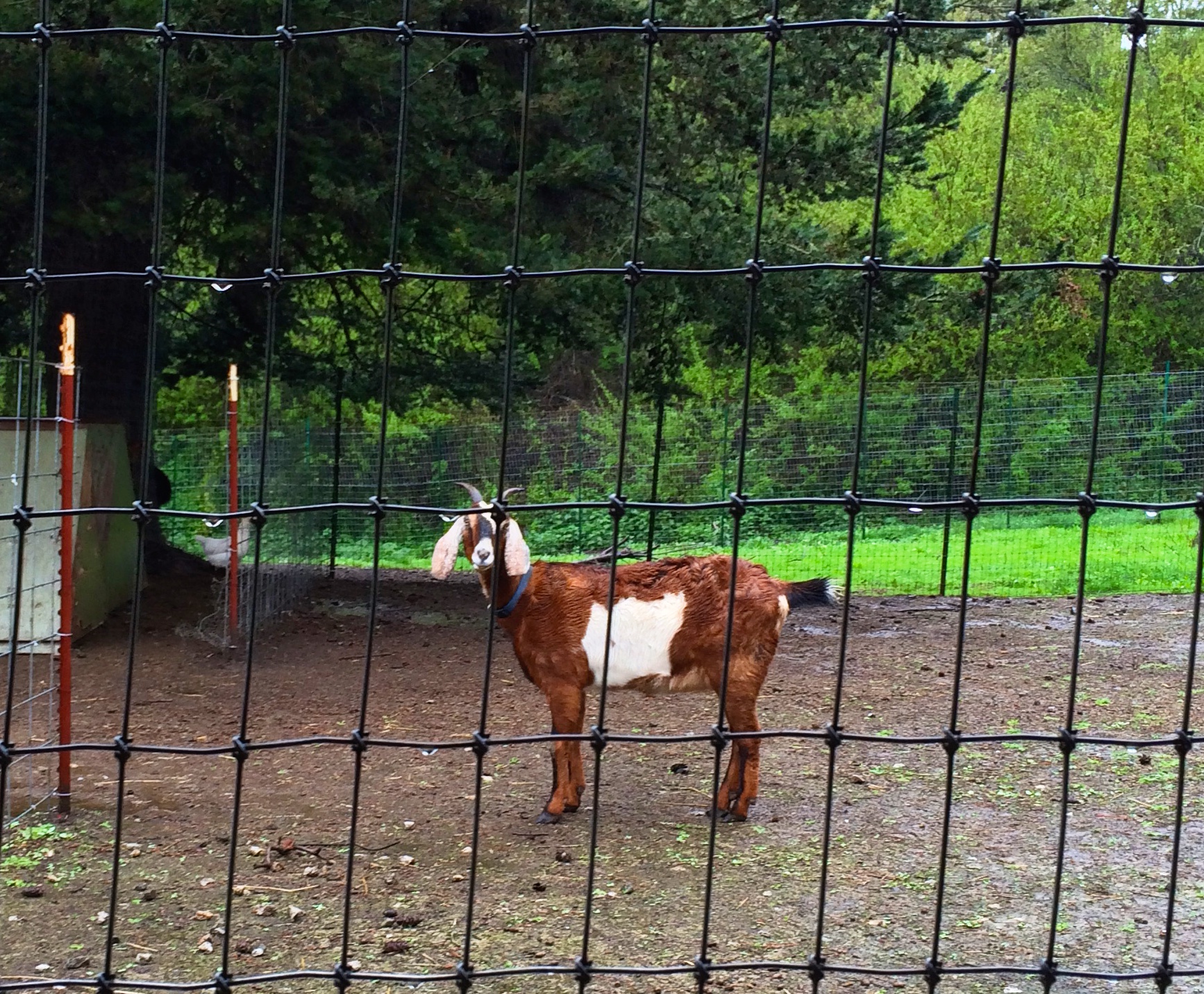 Field trip to Vida Verde farm in Pescadero, California. 