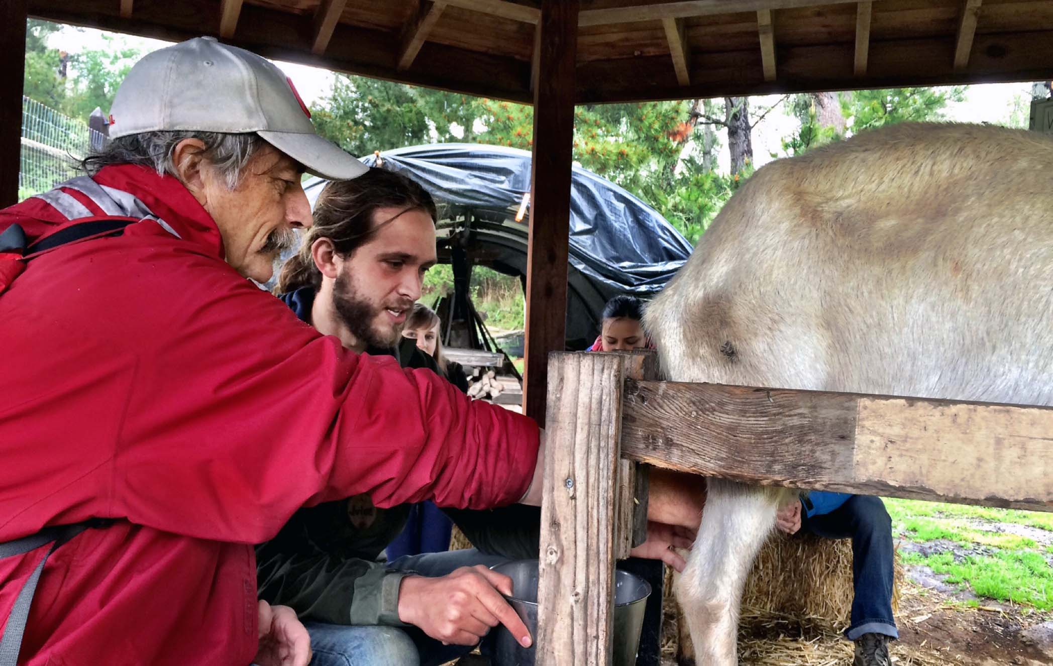 To gain empathy for the experience of the students who visit Vida Verde, we learned to milk a goat, and many even joined the 'fresh milk' club.