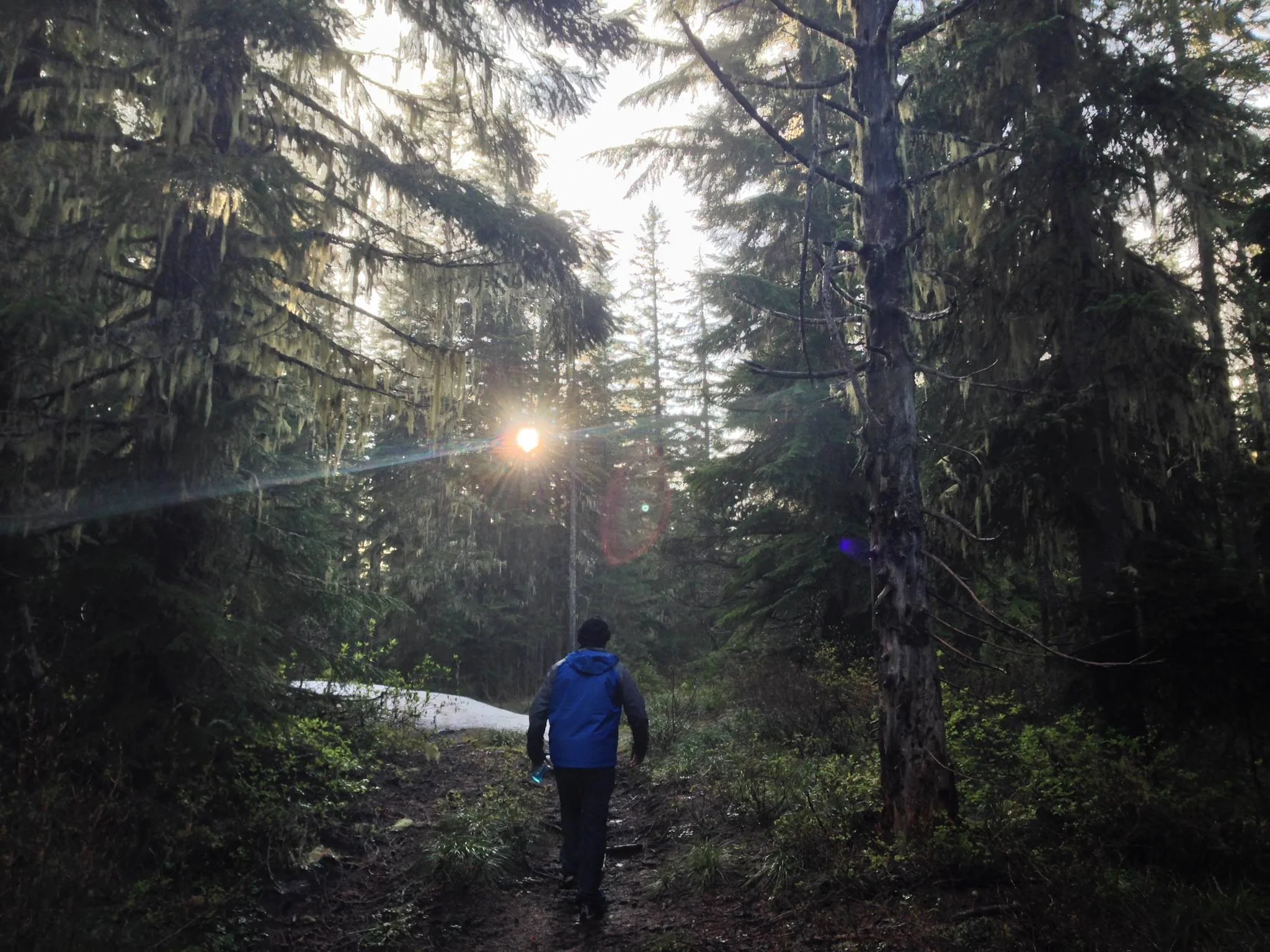 Woodland_Still.jpg