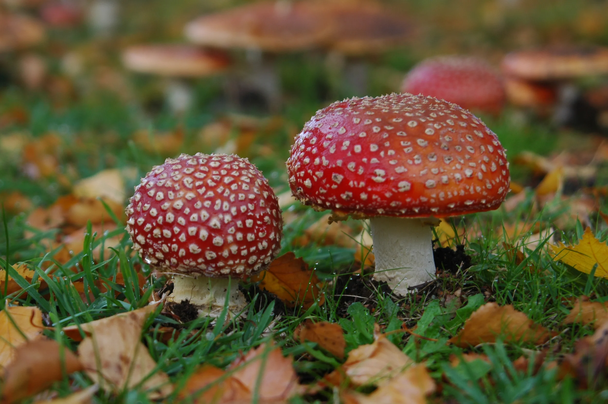 DSC_0163.JPG