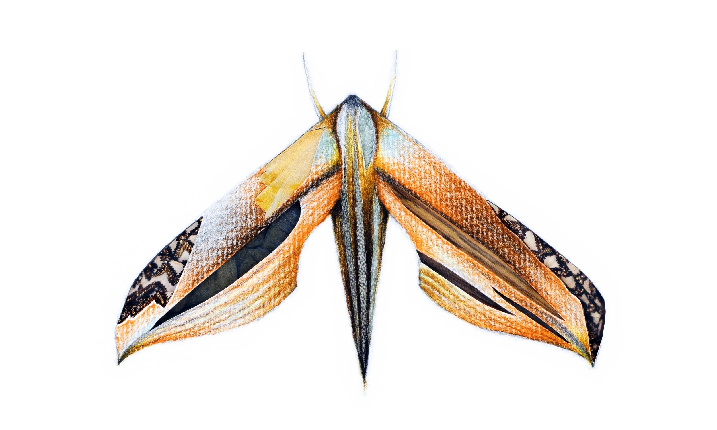 Moths_StephSite_2500x1500_03.jpg