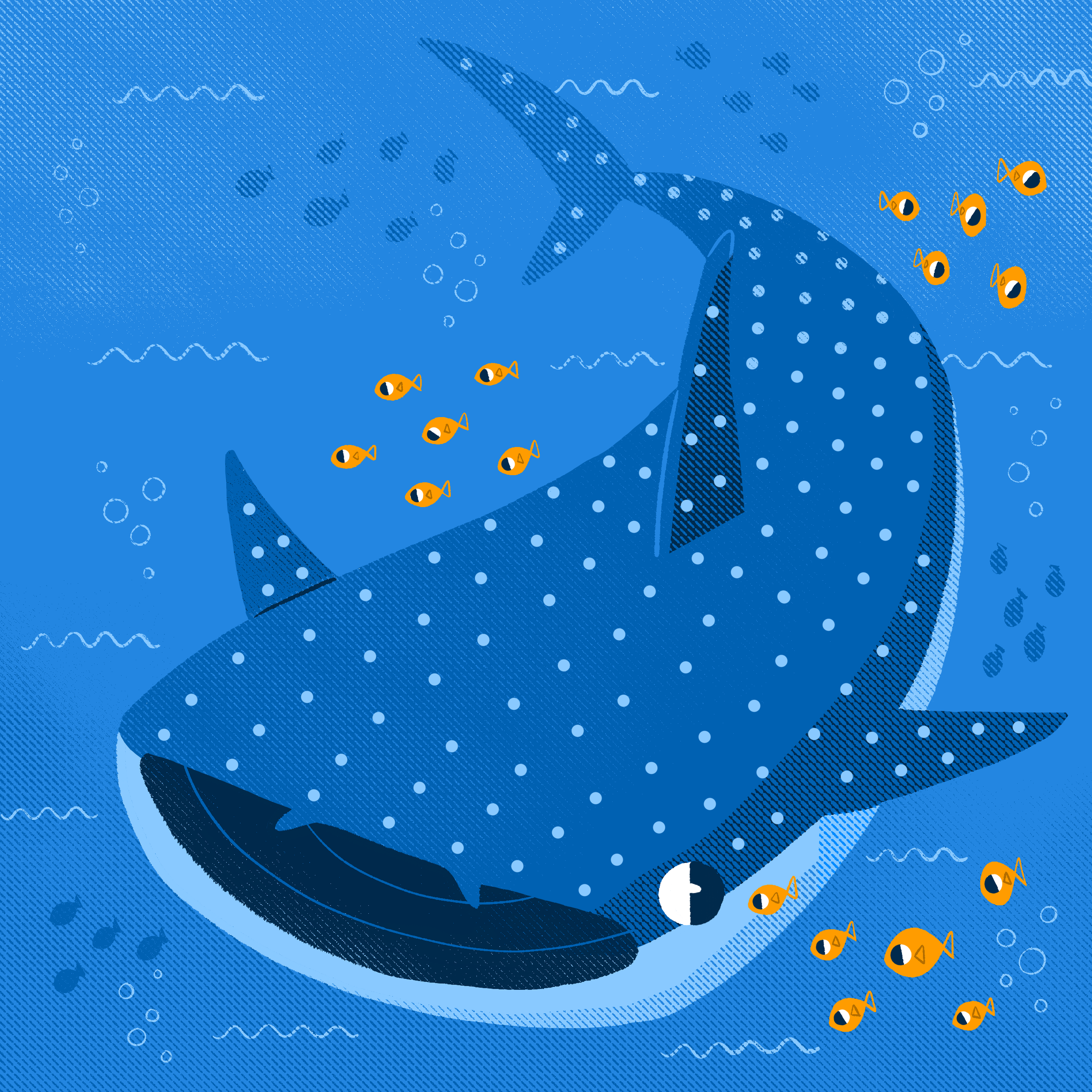 whaleshark.png