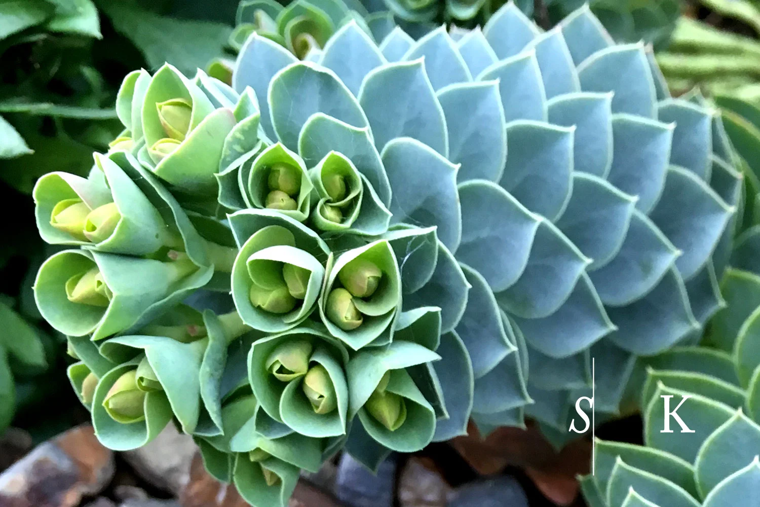 Selma-Euphorbia-myrs3.jpg