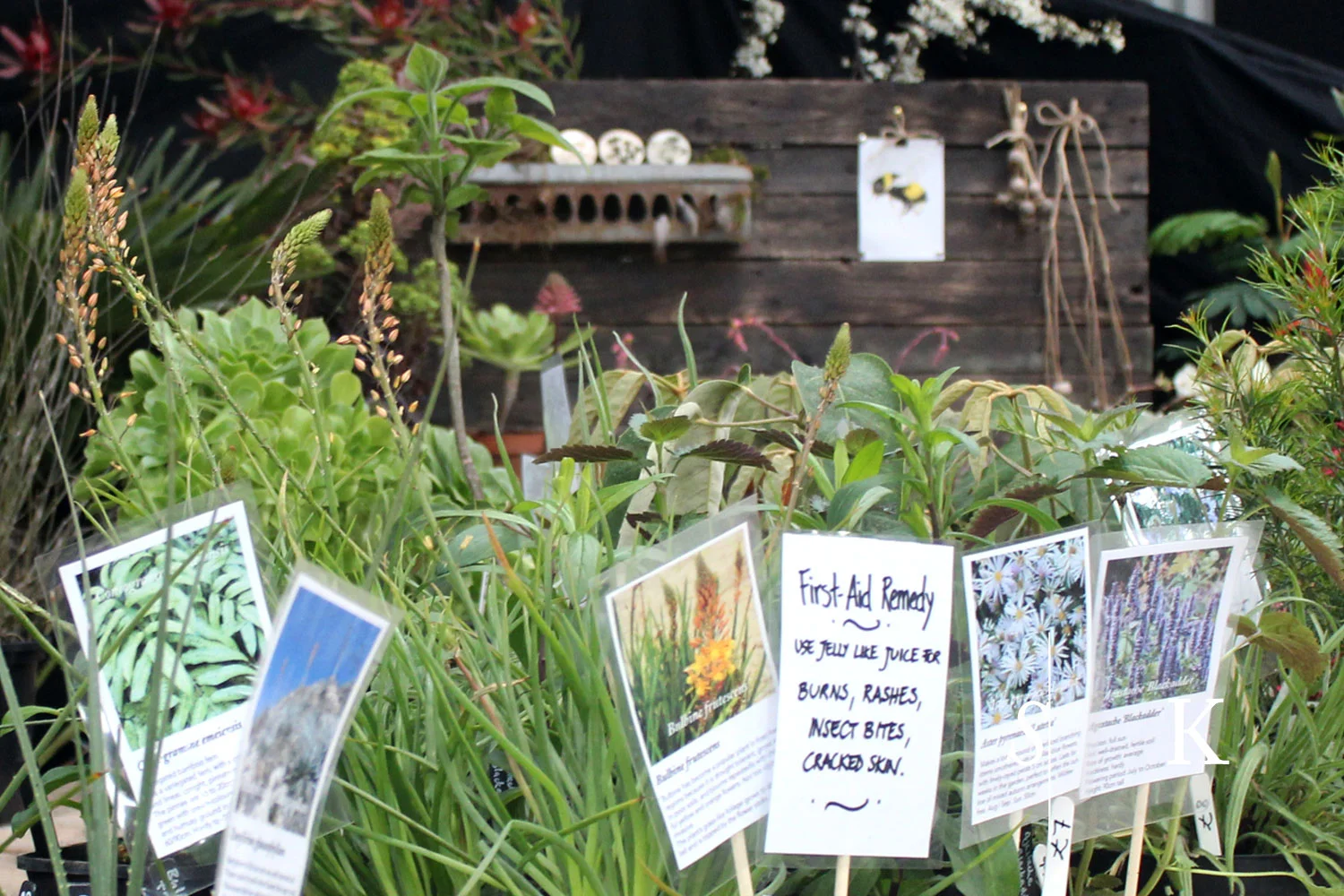 CGS Spring Flower Show 2019 Selma Klophaus