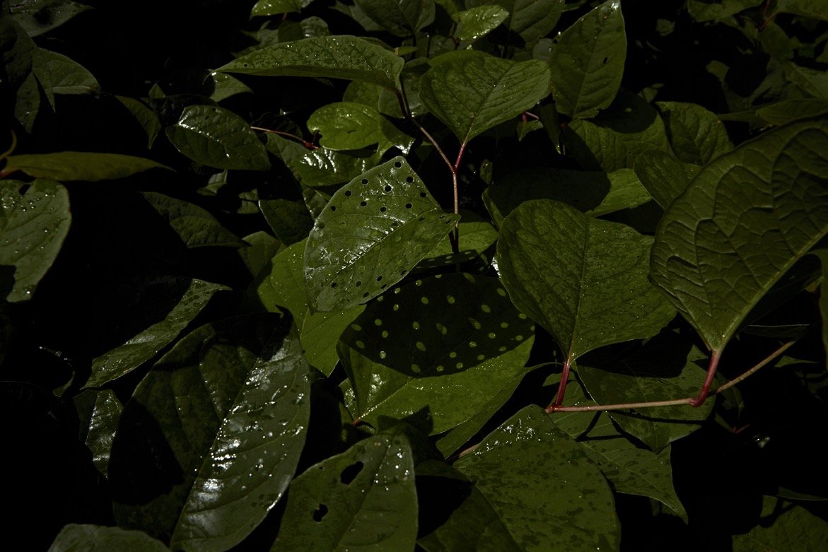 Engelsholm_LandArt_leaf with holes.jpg