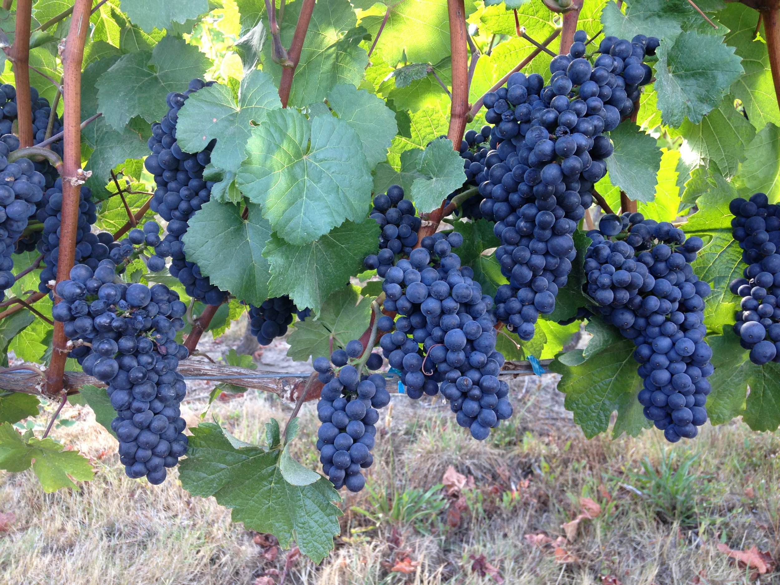 Pinot Noir on the vine at Four Graces