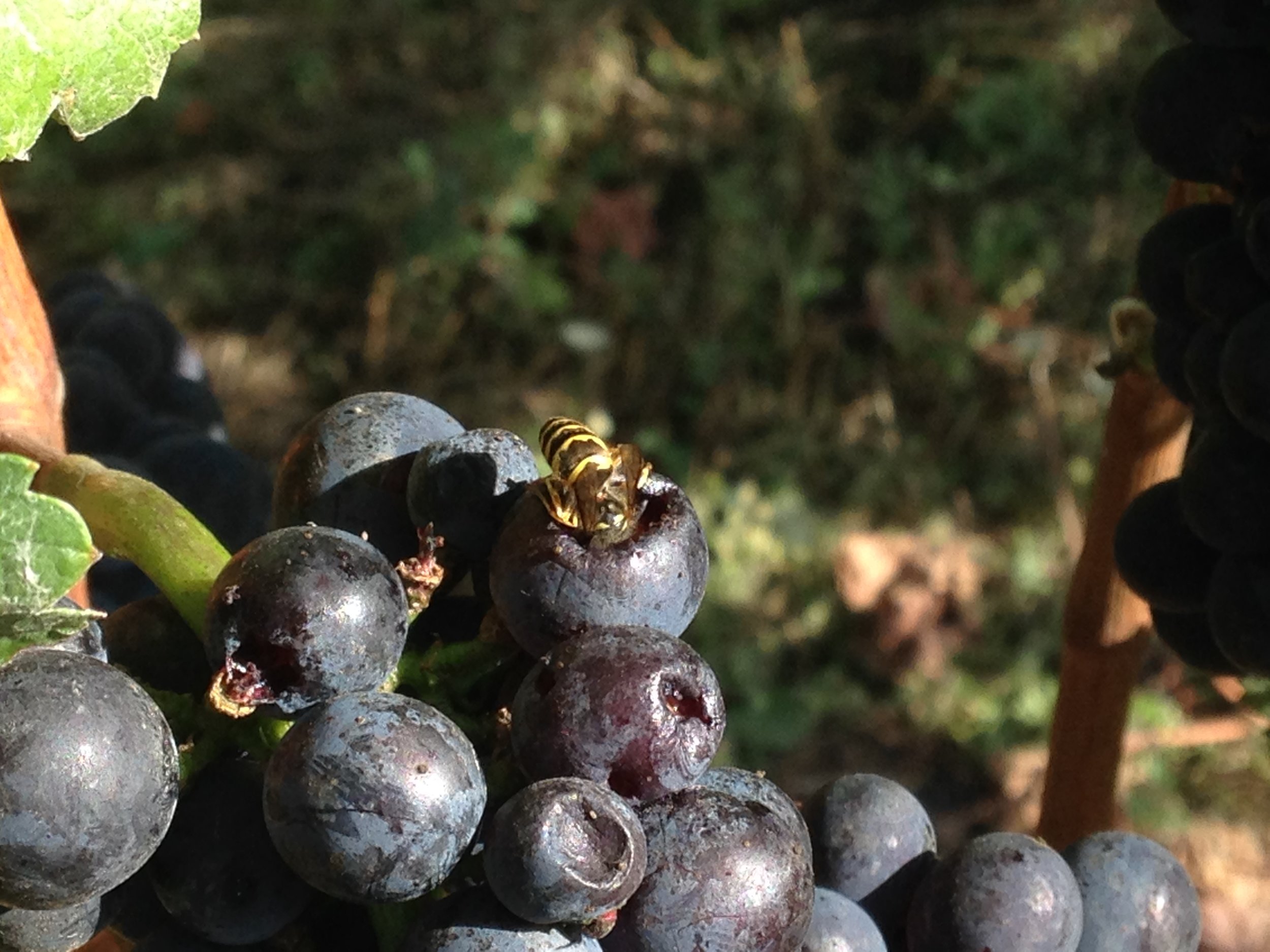 A yellowjacket getting all up in the Pinot at Patricia Green Cellars.