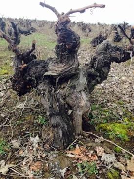 Gnarly AF! These 250-year old Pais vines in Chile's Bìo-Bìo Valley still pump out grapes that go into Cacique Maravilla's natural Pipeño — look for it back on the list soon!