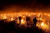 Vineyard fires to ward off frost in the Loire, April 2017