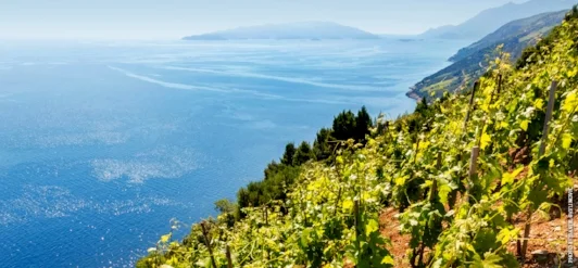 Dingac Vineyard on the Dalmatian Coast of Croatia. Sometimes you can just look at a vineyard site and know that great wine is made there.