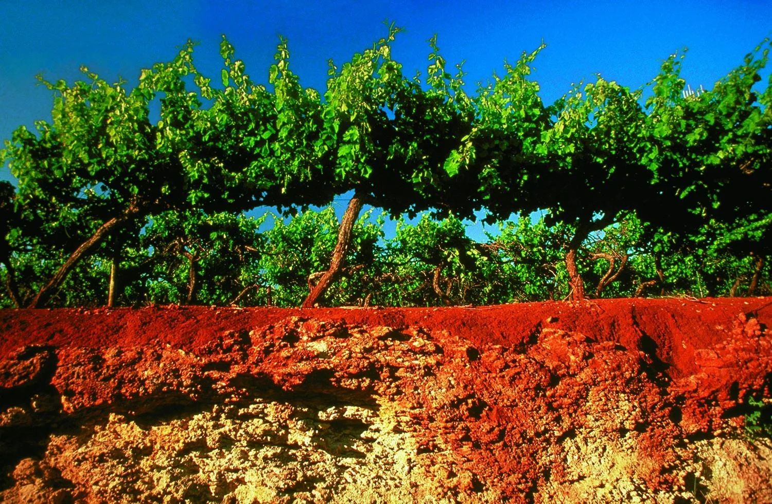 Terra Rosa : the dirt that made Coonawarra famous
