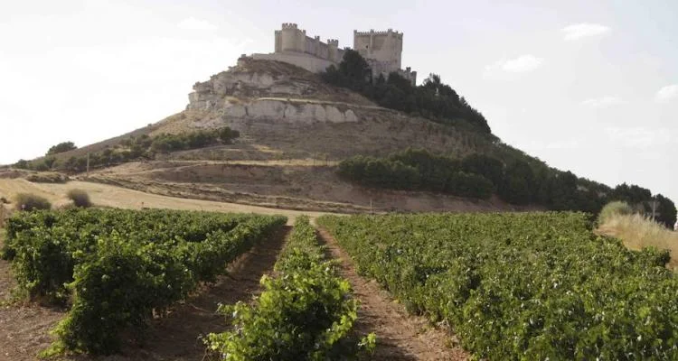 Spanish castle magic in Ribera del Duero. A young wine region, you say?