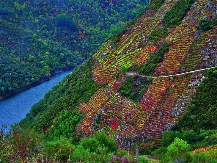 We'll never tire of posting this pic of autumn vineyards in Ribeira Sacra.