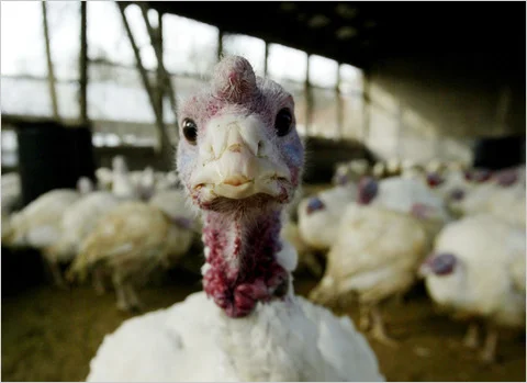 A Vegetarian Thanksgiving