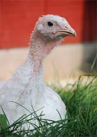 Happy Turkeyless Day