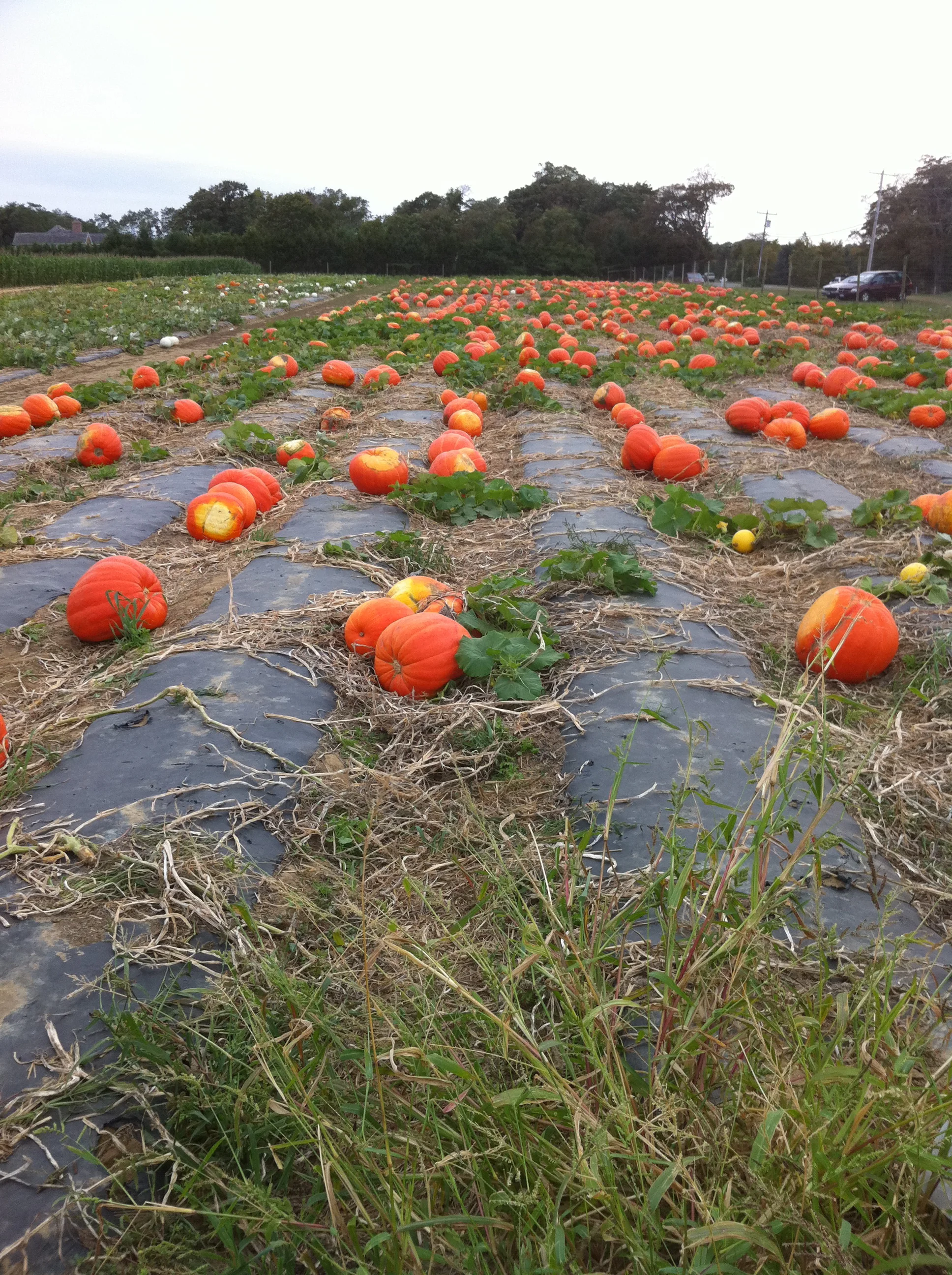 Poof You're A Pumpkin