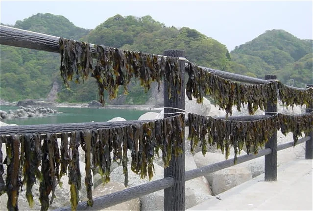 Seaweed: Delicious, Healthy, Healing