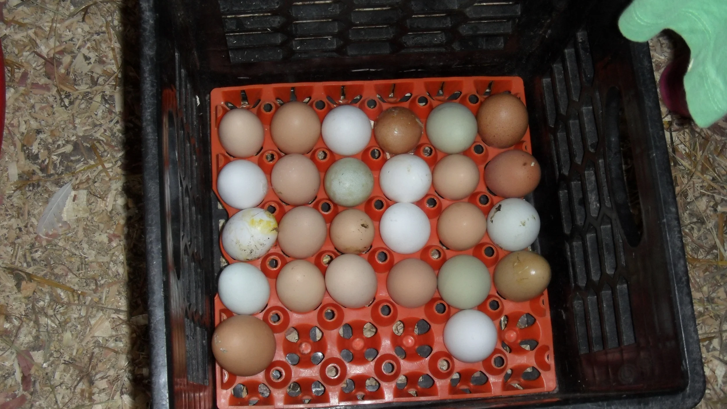 Steer Clear of: Factory Farmed Eggs