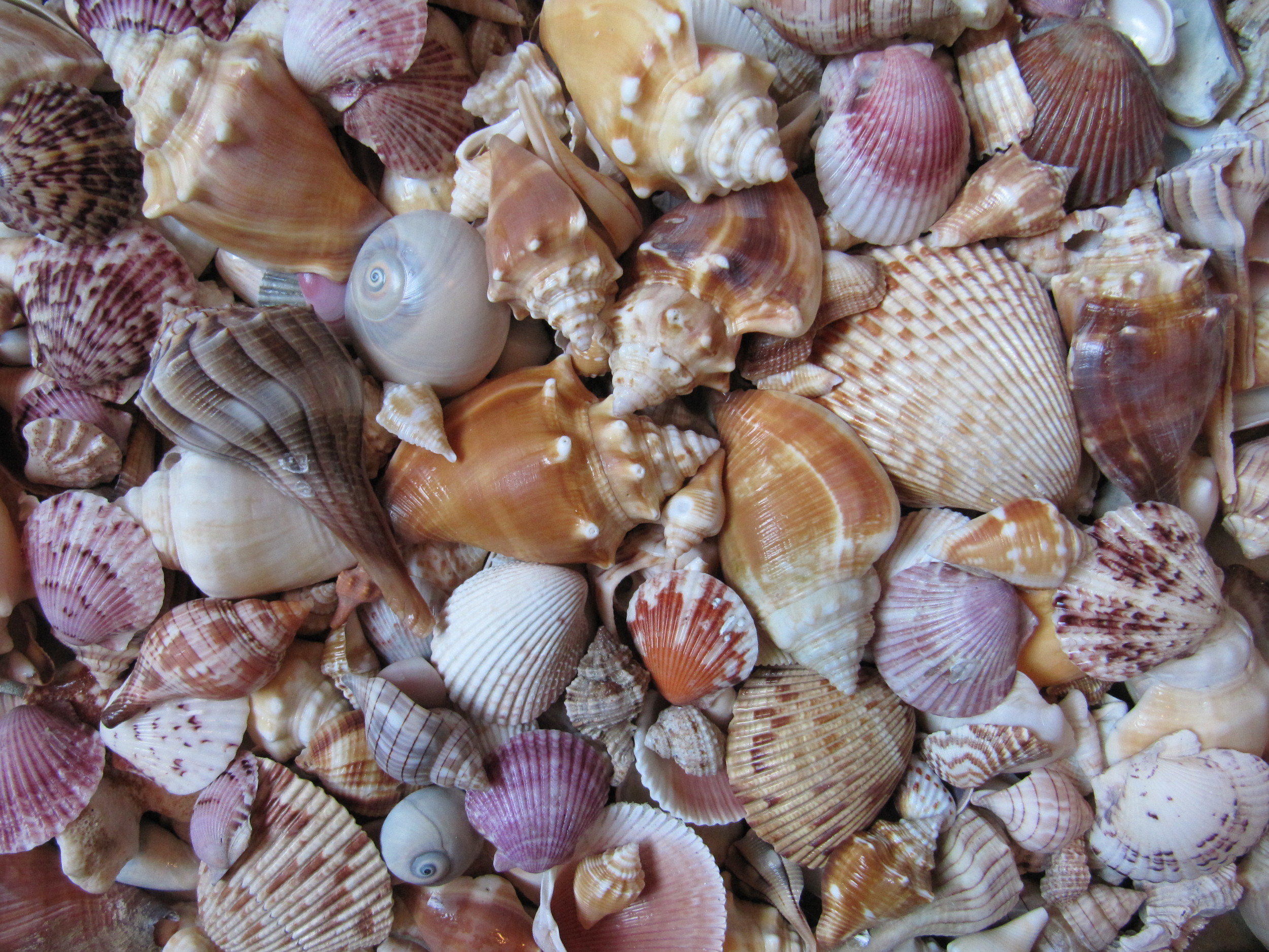 Picking up seashells... Photo credit: www.beachtreasuresandtreasurebeaches.com