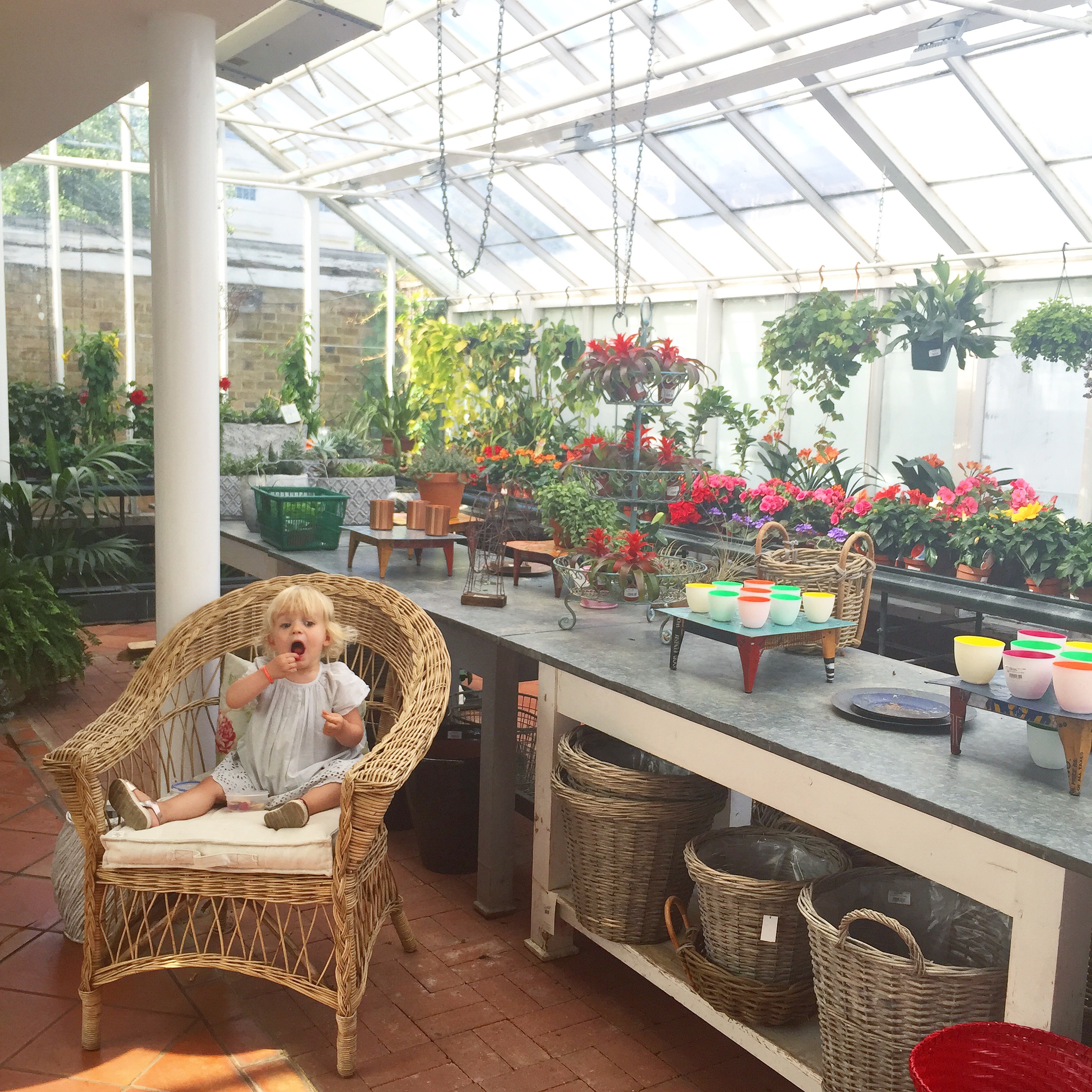 Stella having a snack in the green house while we shop for succulents